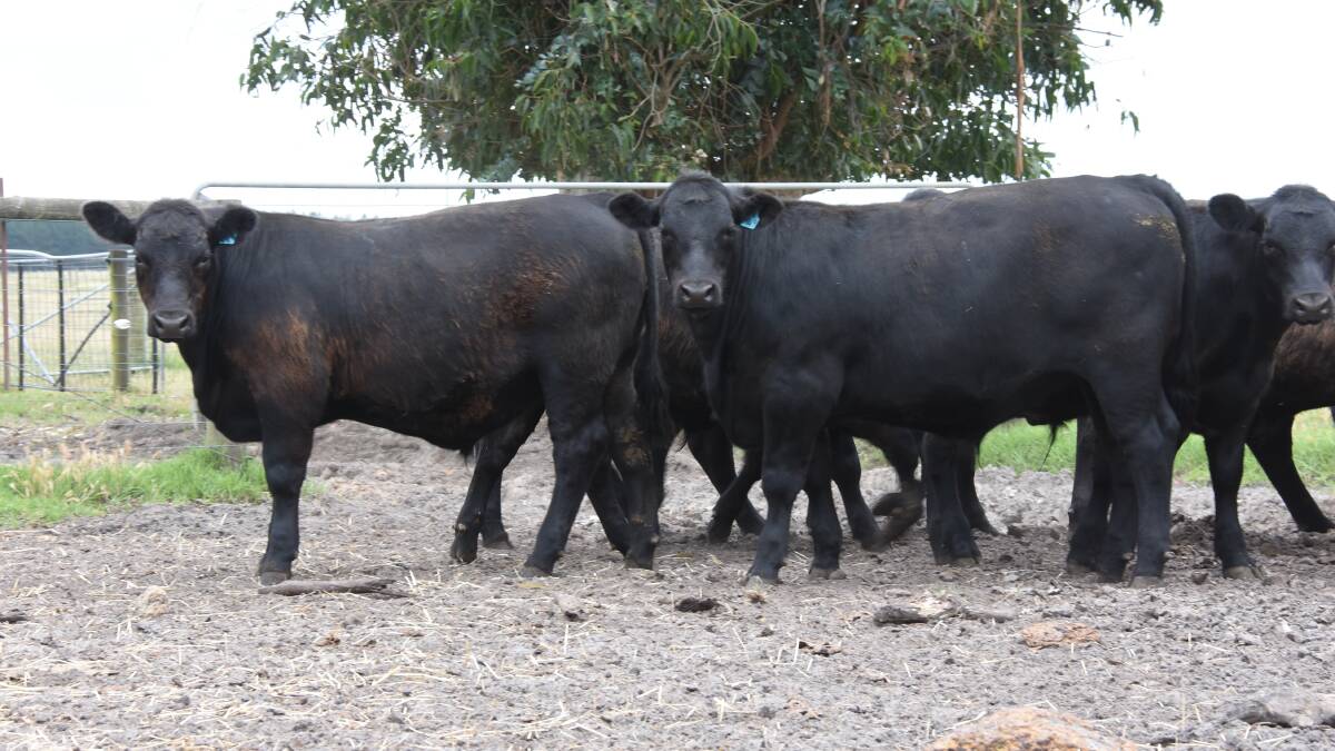 Longtime vendor the Blyth family, MJ Blyth & Co, Manypeaks, has nominated 180 steers and 30 heifers for the sale.