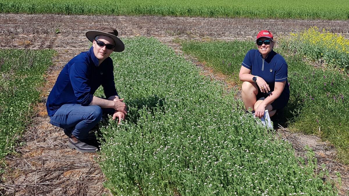 Department of Primary Industries and Regional Development research scientists Daniel Hberli and Sarah Collins look over a serradella break crop plot at their Calingiri trial.