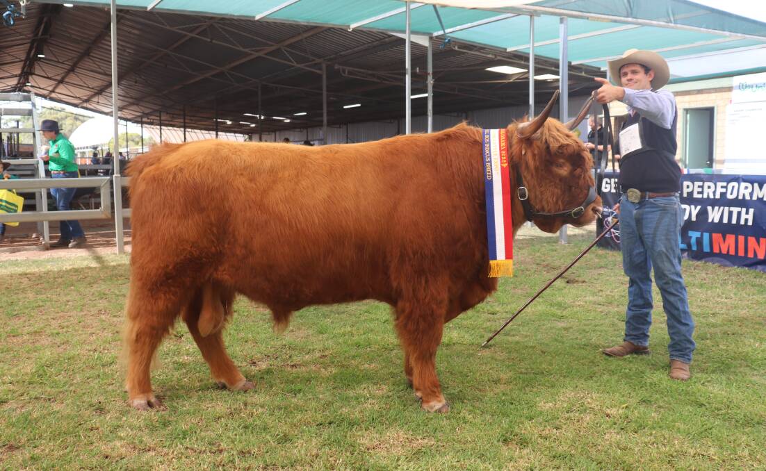 Highland bull Mac-ladanae Jocks Legacy was awarded the specialty breed senior champion bull and is held by Mac-ladanae stud principal Nathan Perry, Donnybrook.