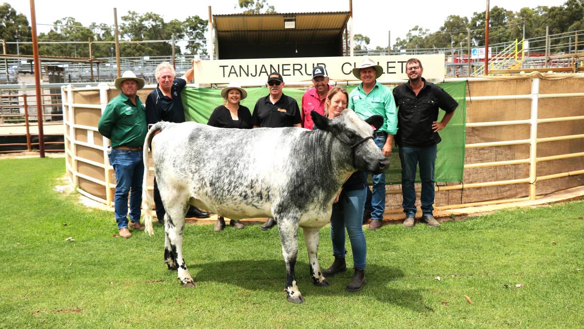 Nutrien Livestock auctioneer and Capel agent Chris Waddingham (left), Matt Daubney, Bannister Downs Dairy, Northcliffe, buyer Kerrie Dunnett, OM Dunnet & Co, Tanjanerup Chalets/Cleves Hut, Nannup, Kevin Nettleton, Unison Limousin stud, Boyanup, preparer Peter Milton, Dardanup, buyer Nutrien Livestock, Waroona agent Richard Pollock, buyer Kim Dunnett and Kellie Howard, Bannister Downs Dairy with Black Dog Rides charity heifer Clementine 15 which raised $12,000 for mental health and suicide prevention at the Nutrien Livestock Summer Breeder Sale at Boyanup last week. The PTIC Shorthorn-Friesian heifer was donated by Bannister Downs Dairy was initially purchased by Mr Pollock representing Graeme Butler, Waterloo, for $7000 who reoffered the heifer and the Dunnets paid $5000.