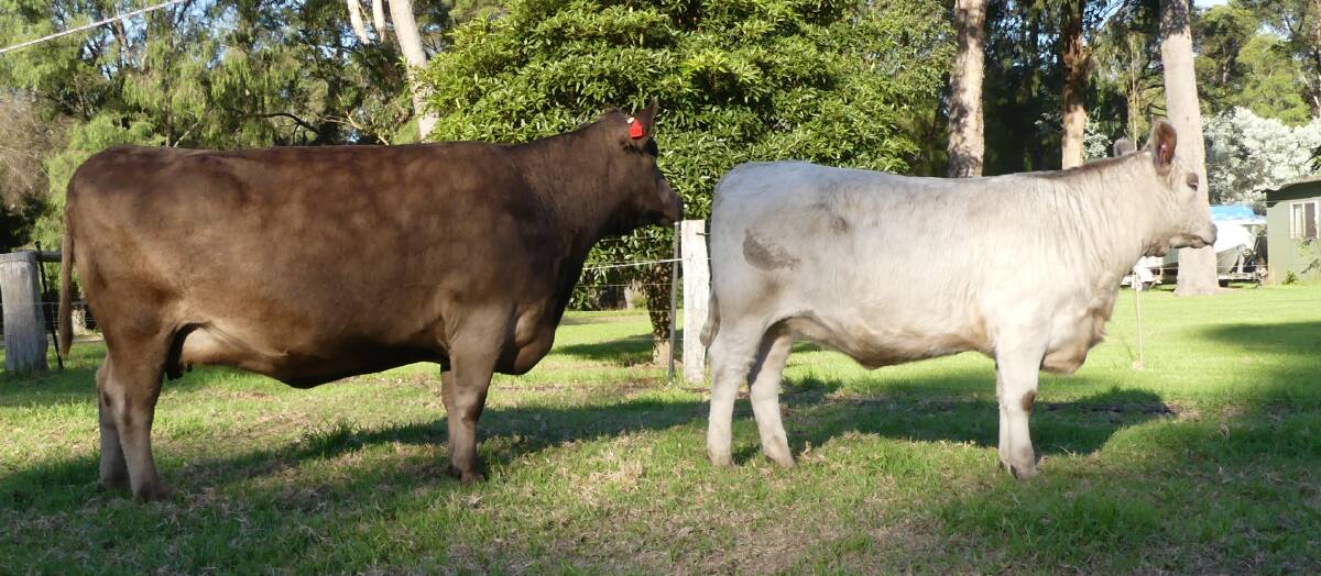 Monterey Annabelle M213 and her heifer calf offered by Gary and Julie Buller, Monterey Murray Grey stud, Karridale, sold for the $10,500 equal top price to Bennooka Park, Bega, New South Wales, at the All States Multi-Vendor Murray Grey Sale on AuctionsPlus last month.