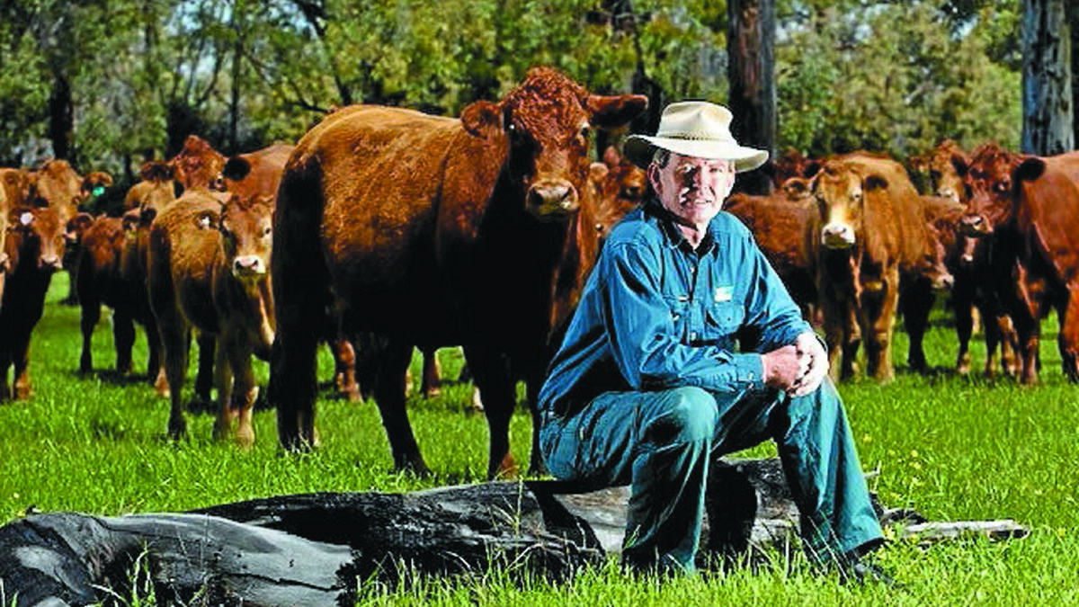 Andrew Hare with his Limousin cows on his Bindoon property.