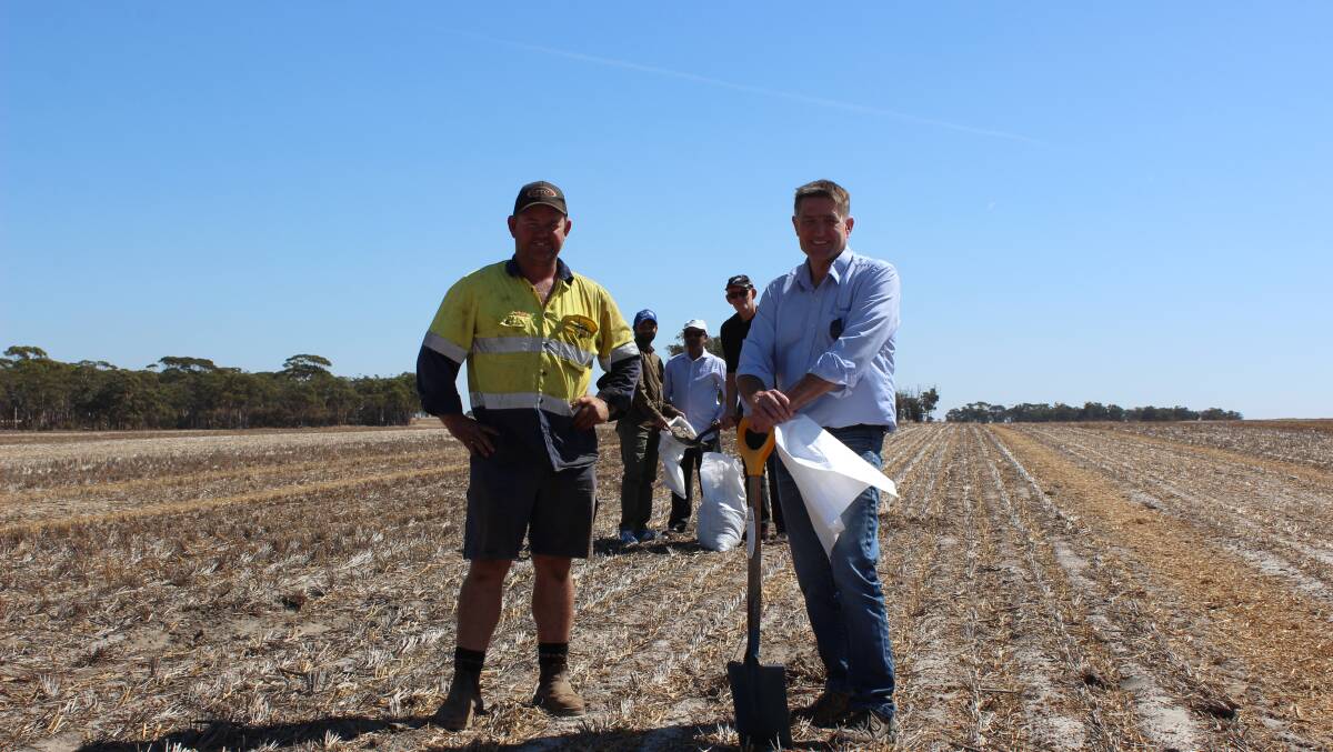  Bolgart farmer and Western Australian No-Tillage Farming Association (WANTFA) vice chairman Trevor Syme (left) and WANTFA executive director Dr David Minkey in a lupin stubble paddock where the reaction of a wheat crop to sulphate of potash (SoP) fertiliser and muriate of potash (MoP) fertiliser will be compared this season. In the background University of Western Australia (UWA) researchers Muhammad Izhar Shafi and Dr Zakaria Solaiman, together with Graeme Currie from WANTFA, fill bags with soil samples that will be used for UWA greenhouse research comparing MoP with SoP.