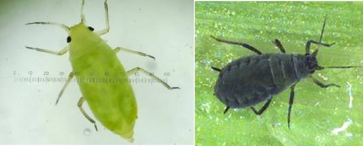 Russian wheat aphid (left),corn aphid and oat aphids. Photos by DPIRD.