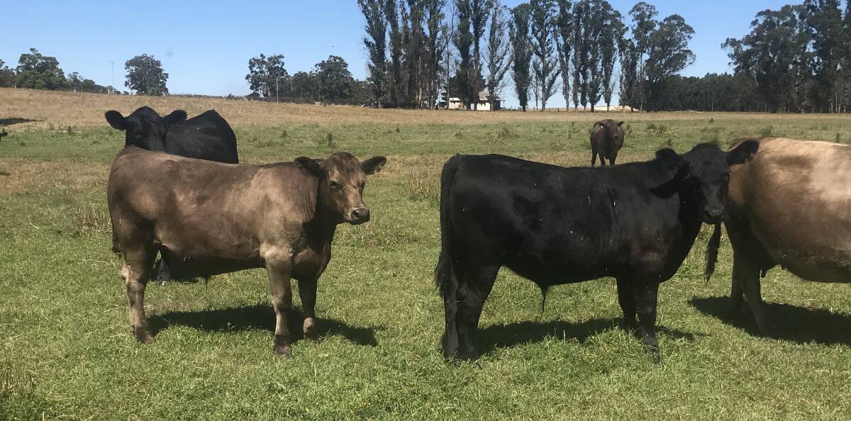 Manjimup operation AG & MC Jacob will present 15 Murray Grey-Angus cross steers in the sale.
