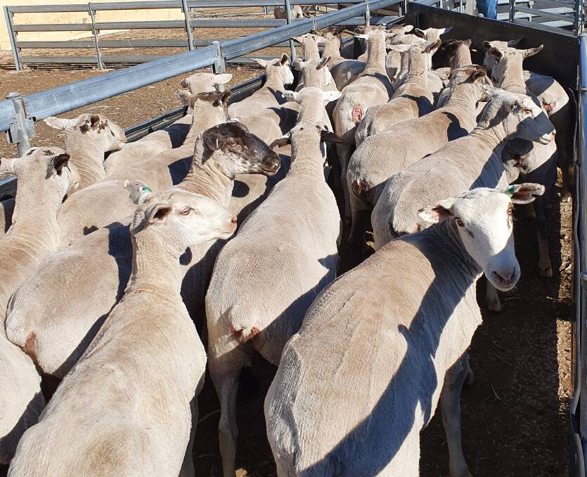 An example of the Suffolk and White Suffolk ewes which will be offered in the Advanced Performance Suffolks flock dispersal sales on AuctionsPlus on April 7 and 8.