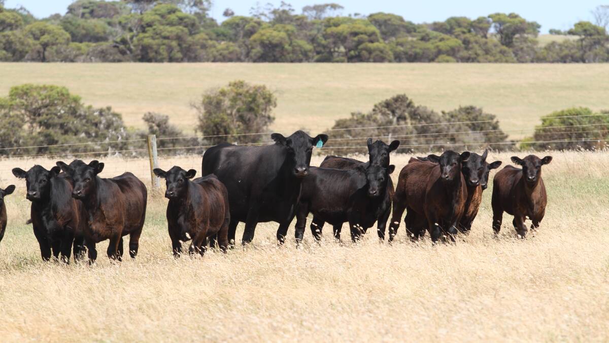 Mature aged Angus cows with winter-drop calves at foot at the Graham familys Monjingup property.
