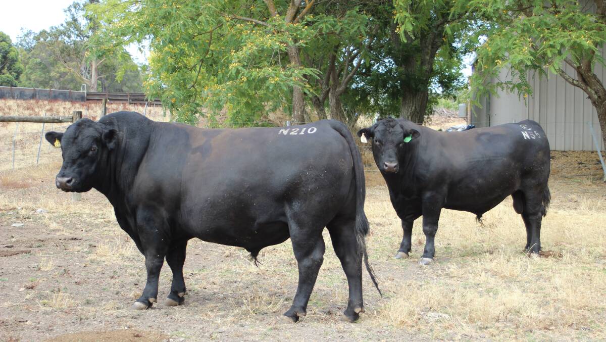 Some of the Angus sires being used by the Bowies.