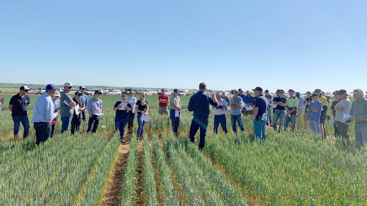 Liebe Group members viewing a trial at the Watheroo Main Trial Site on the Spring Field Day.