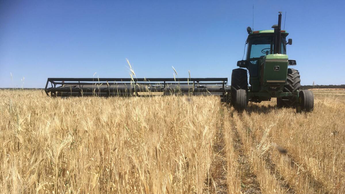 Swathing a multi-species grain crop. Nick has sown a multi-species perennial cover crop under a grain crop. Harvest has just begun but he says yield looks to be about one tonne a hectare.