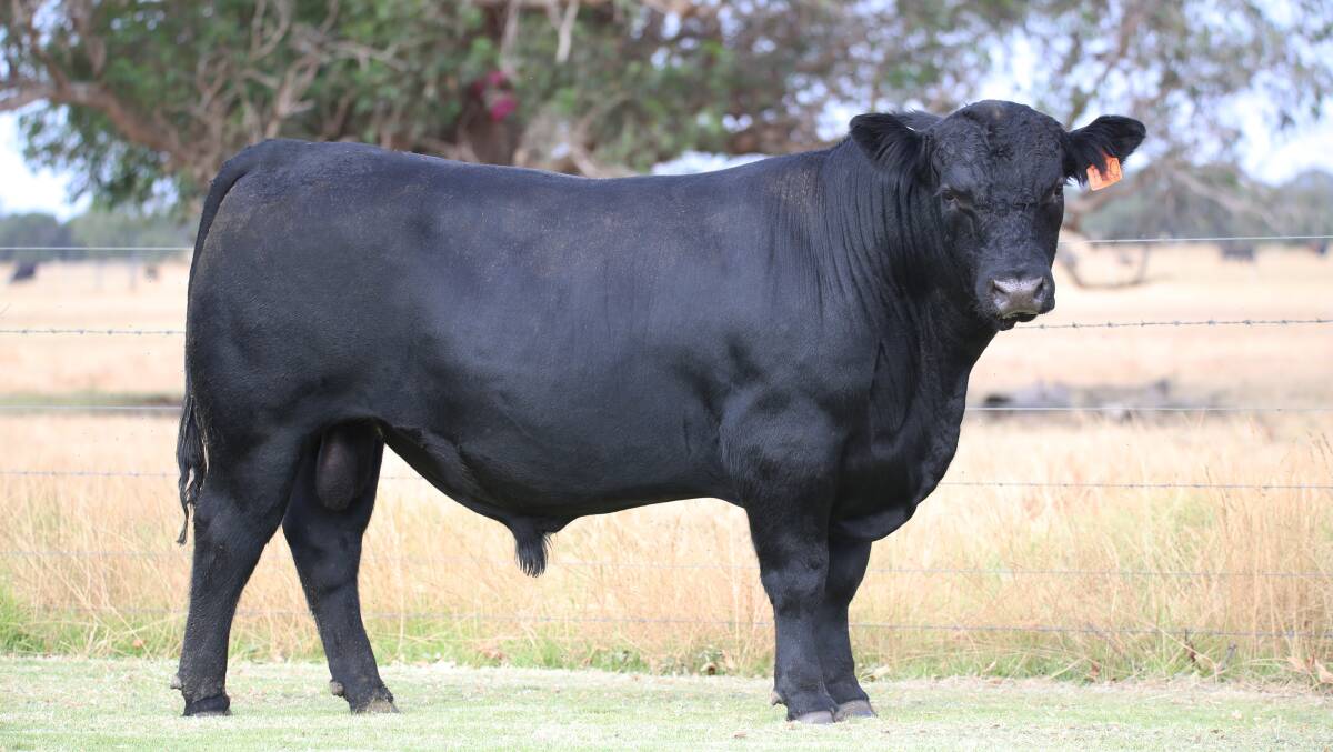 The Toovey family, LT Toovey & Sons, Cranbrook, paid the equal $11,500 top price in the Black Market run for this bull, Black Market Investment P030 which was catalogued in lot six.