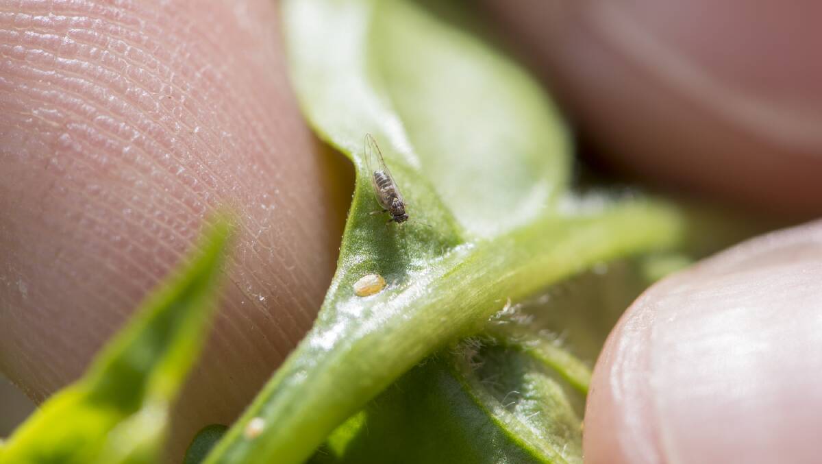 Vegetable and fruit growers in Geraldton and Carnarvon are encouraged to check for and control the insect pest, tomato potato psyllid (TPP), after the pest was found in the area.