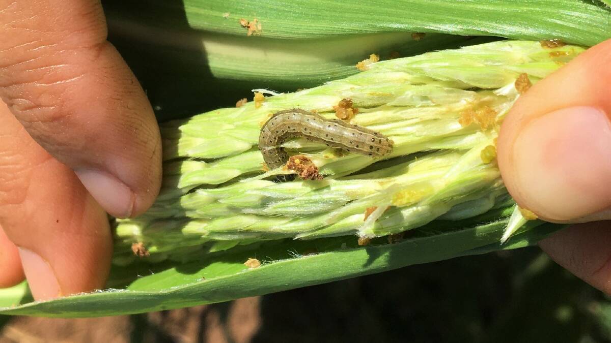 Horticulture growers in the Gingin area and surrounds have been urged to monitor crops for the new crop pest, fall armyworm.