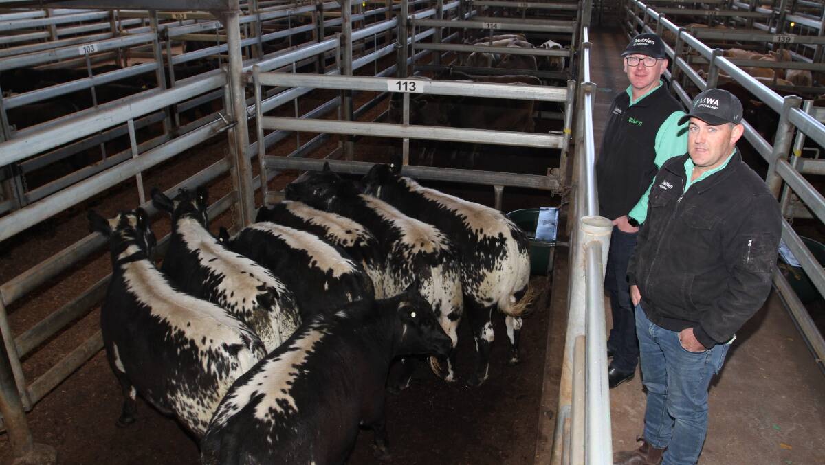Nutrien Ag Solutions general manager north Andrew Lindsay (left) and Nutrien Livestock, Central Midlands and Wheatbelt representative and volume buyer at the sale for multiple orders Leno Vigolo with some of the Kamarah Speckle Park sired steers offered by Iain and Lucy Nicholson, New Norcia, that sold to the sales top price of $2221.