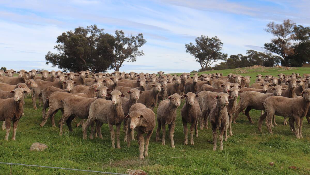Broughton is home to 8000 Merino ewes, 4600 Merino ewe hoggets and 130 rams which accounts for most of the farm with cropping dedicated to 30 per cent of the property on a smaller scale due to the propertys undulation and the familys preference for sheep.