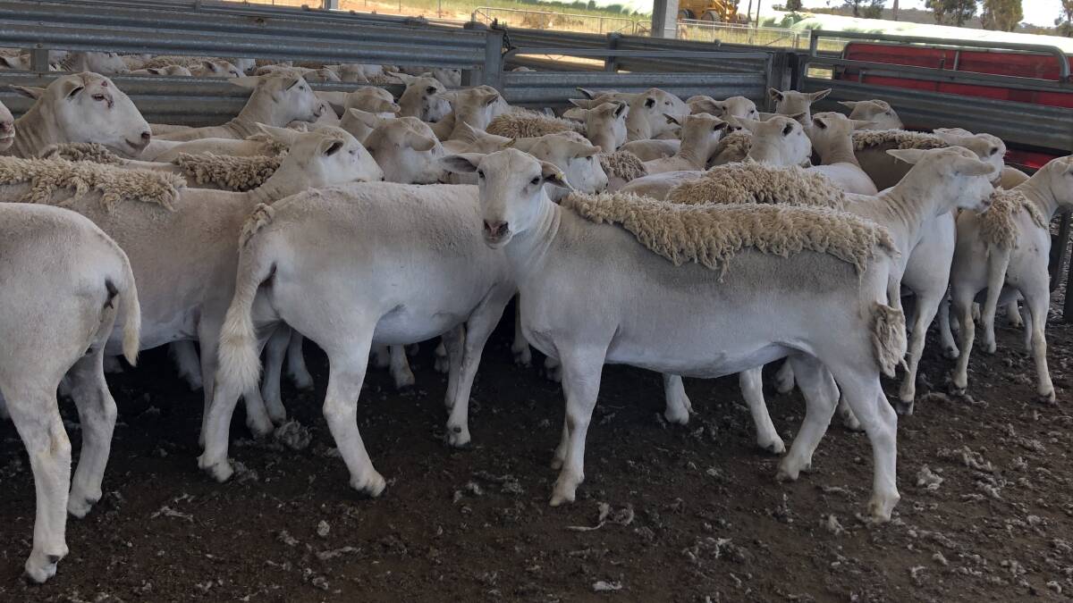Prices hit a a high of $554 in the Nutrien Livestock Maternal Ewe Sale held on AuctionsPlus on Monday for a line of 50 1.5yo commercial UltraWhite ewes from the Bradford family, Hillcroft Farms UltraWhite stud, Popanyinning, when sold to a South Australian buyer based at Naracoorte. The Bradford family sold another four lines of 1.5yo UltraWhite ewes for between $500 and $552.