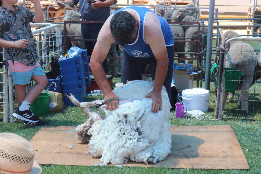 Jeremy King during a blade shearing demonstration at Darkan Sheepfest.