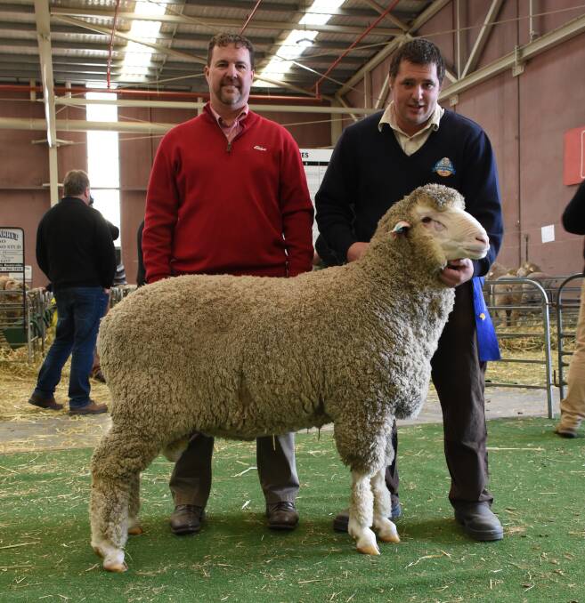 This Poll Merino sire from the Blight family's Seymour Park stud, Highbury, sold for $21,000 to the Crichton Vale stud, Narembeen, in the Merino ram sale at last week's Australian Sheep & Wool Show at Bendigo, Victoria. With the ram were Elders stud stock representative Nathan King (left), who classes for both the Seymour Park and Crichton Vale studs and Seymour Park stud principal Clinton Blight.