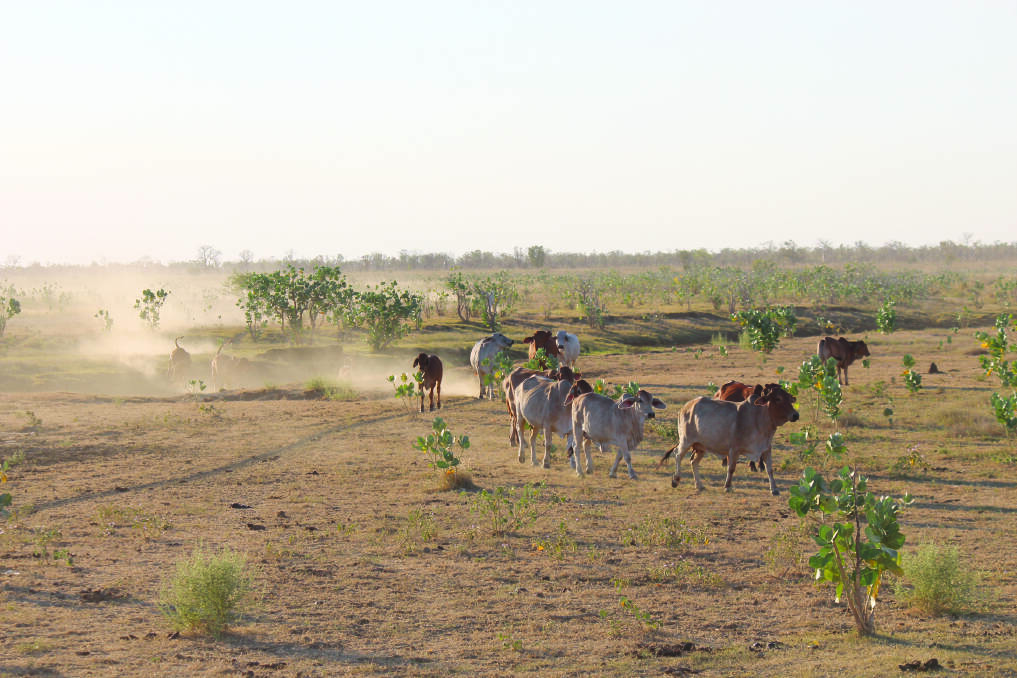 Changes to the Land Administration Act 1997 and Public Works Act 1902 are a minor step that will not provide a stronger form of tenure for pastoralists, according to the PGA.
