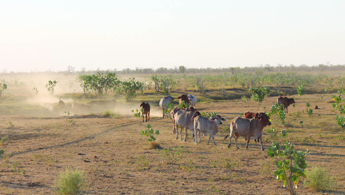 During 2020 the Pastoralists and Graziers Association of WA called for the State government to consider waiving pastoral rents. About 430 pastoral lease holders, lease 36 per cent of WA's Crown Land. In 2019 significant increase in the rents were announced by the government an average 328pc increase in the Kimberley, 75pc in the Pilbara and 9pc in the Southern Rangelands. Under the government's COVID-19 response it spent $25 million on waiving leaseholders, rents from businesses and non for profits in tourist precincts, mainly in the city and regions, but neglected to include the pastoral industry even though agriculture was deemed an essential service. The Kimberley Pilbara Cattlemen's Association was also busy negotiating with the government to allow workers in the north to cross State and regional lines to carry out its business.