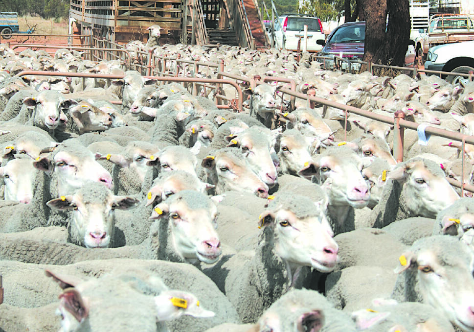 WA lamb and mutton exports rise 12 per cent