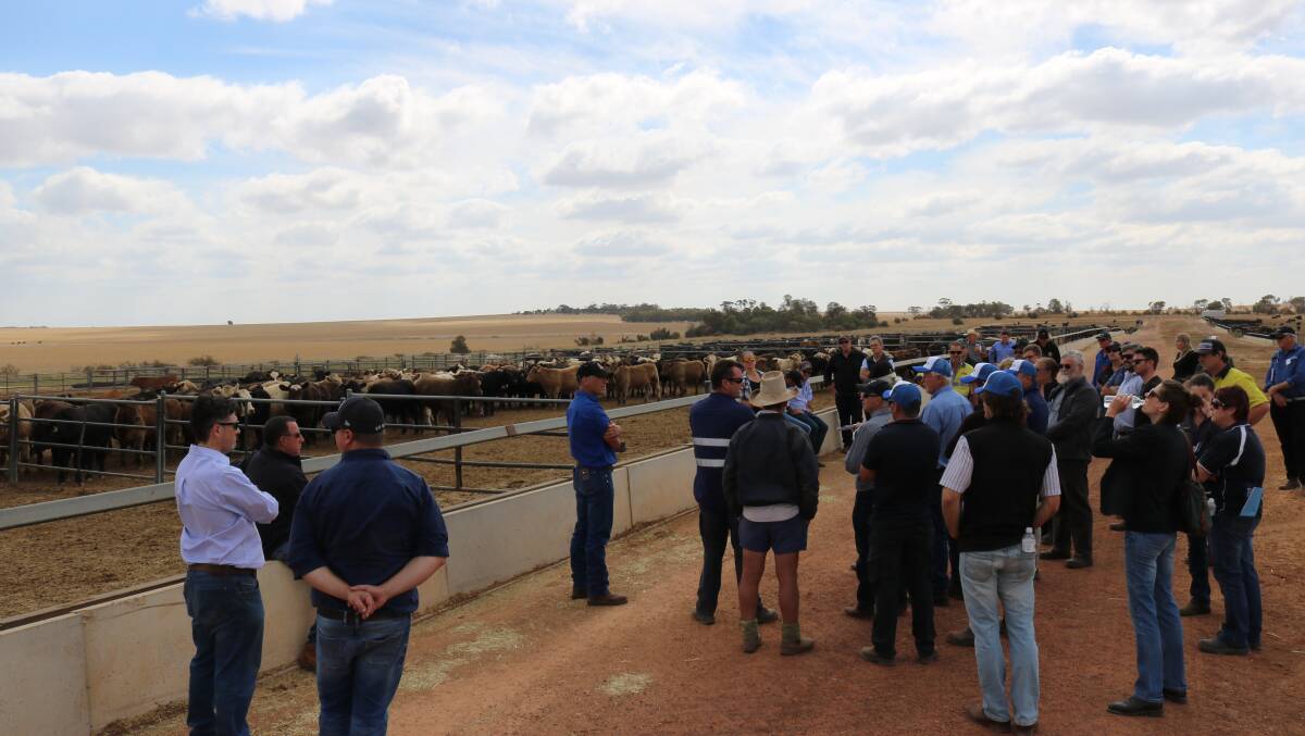 Delegates were walked through the feedlot operations at Kylagh and Ucarty feedlots as part of the 2019 Better Beef conference.