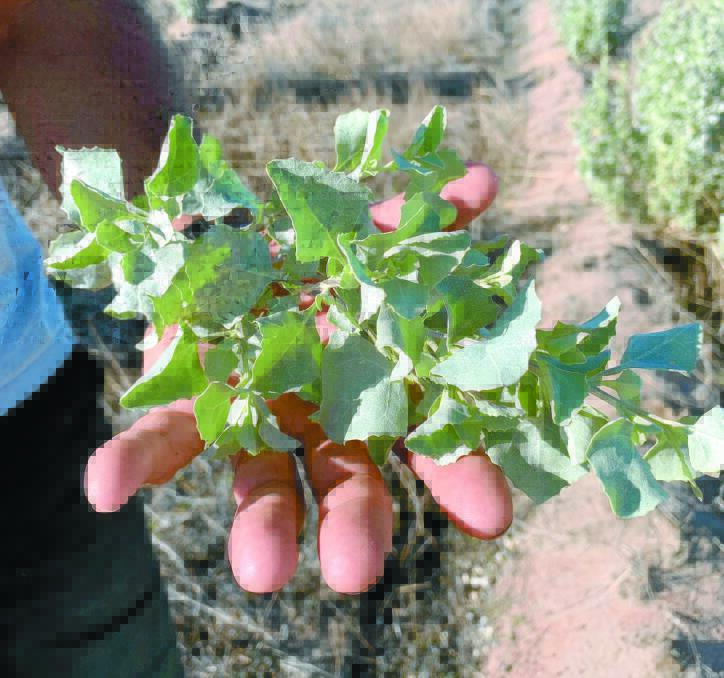 Old man saltbush is one of four native saline species that Moojepin Foods is foraging for and selling into the restaurant trade.