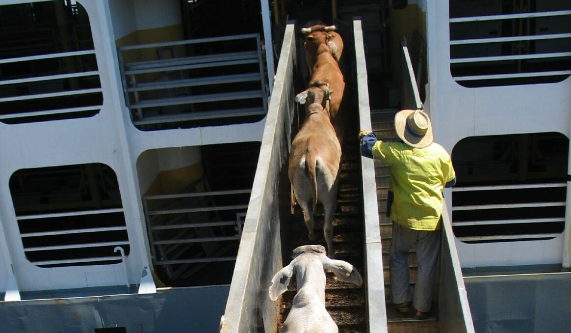 Strong figures for WA live cattle trade