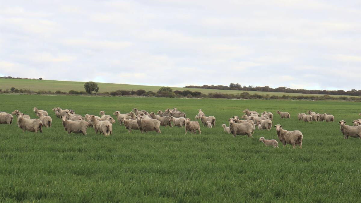 Lambing is in June. Over the past six years the Heals have achieved an average lambing rate of 104 per cent.