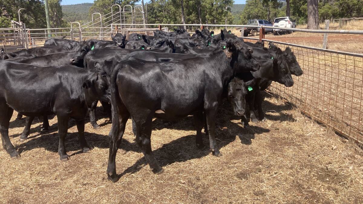 Long time vendors of unjoined first-cross heifers C & L Italiano, Harvey, will offer 30 Angus-Friesian heifers in the sale.