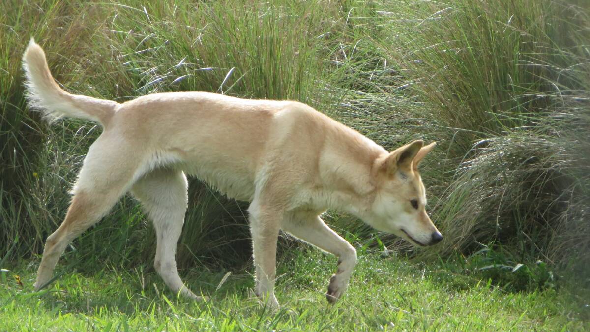 Department of Primary Industries and Regional Development wild dog expert Jim Miller has warned landholders in the West Midlands to be vigilant and begin baiting for wild dogs as reports of sightings increase in the area.