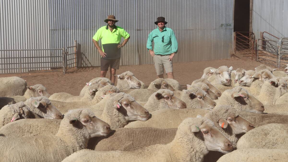 Vendor Joel Hathaway (left), RC & NF Hathaway & Son, and sale organiser Chris Turton, Nutrien Ag Solutions, with a pen of 292 3.5-5.5 year old Merino ewes with Eastville bloodlines which sold for $120 a head.