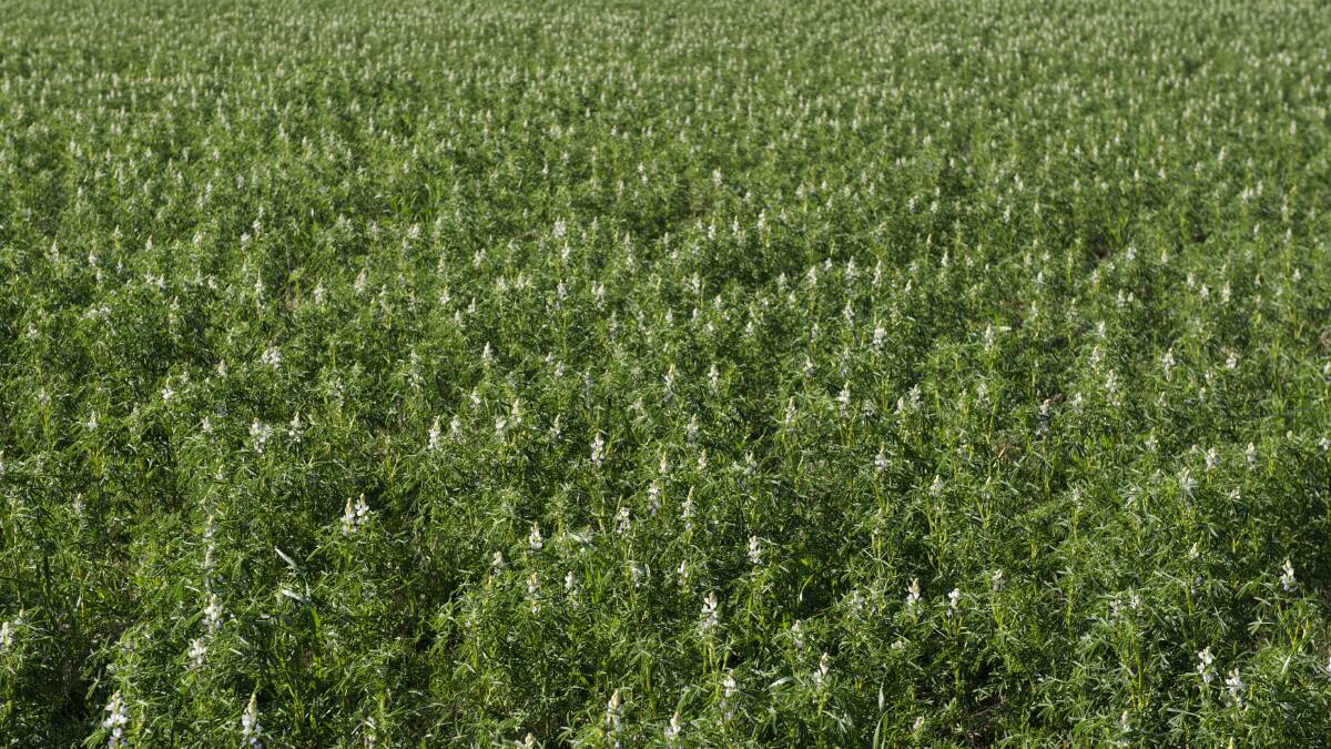 Grain lupin is uniquely well suited to the deep, acid sandy soils that occur over large areas of WA and which are particularly common in the State's northern grainbelt. Photo by AM Photography.
