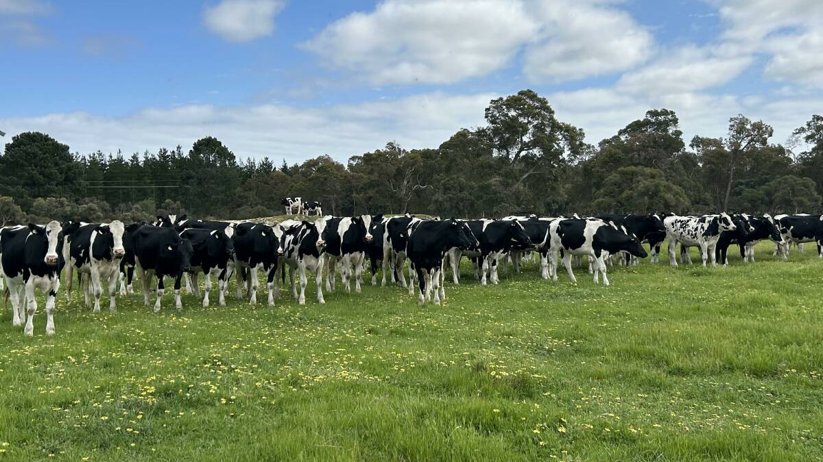Hayes Farms, Cookernup, will be one of the largest vendors in the Elders Boyanup store sale on Friday, October 20, which will feature mainly Friesian and first-cross steers, with 80 owner-bred Friesian steers.
