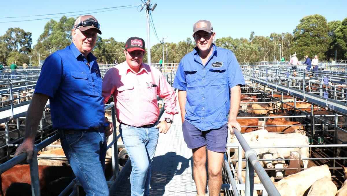 Elders, Donnybrook representative and sale auctioneer Pearce Watling (centre) inspected the line-up of weaners with Andrew (left) and Harris Thompson, Venturon Livestock, Boyup Brook, at the Boyanup weaner sale. The Thompsons sold several pens of weaners to a top of $928.