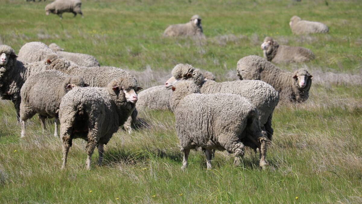 Govt's sheep answers "vague": Littleproud
