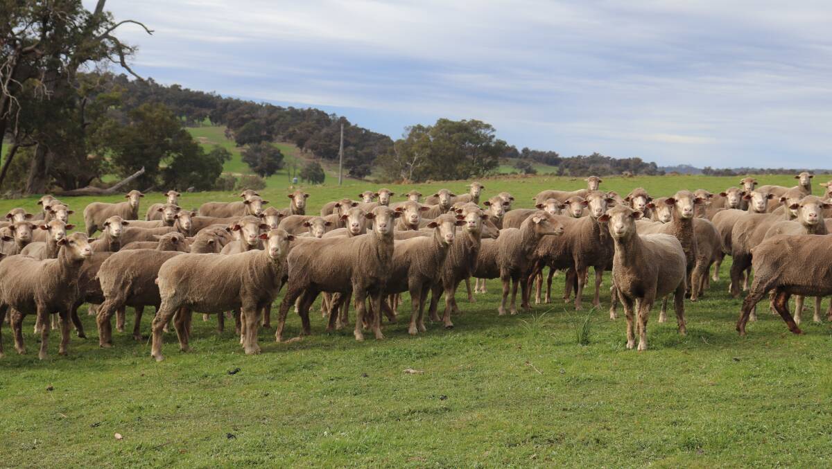 The Kelsall family tried blending meat breeds into its enterprise in the past, but it turns out that straight Merino breeding maximises the quality of the familys sheep operation