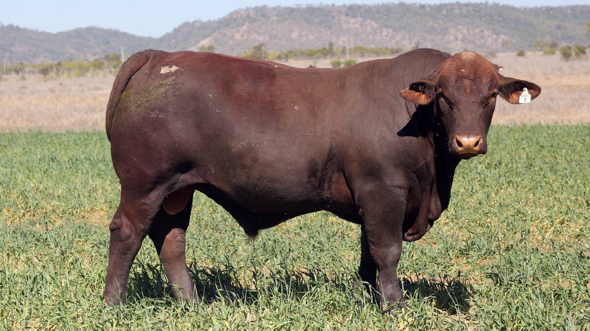 Gyranda Proverb P678 (PP) sold to the Biara Santa Gertrudis stud, Northampton, for the $16,000 equal top price at the recent Gyranda Santa Gertrudis stud annual on-property bull sale at Theodore, Queensland.