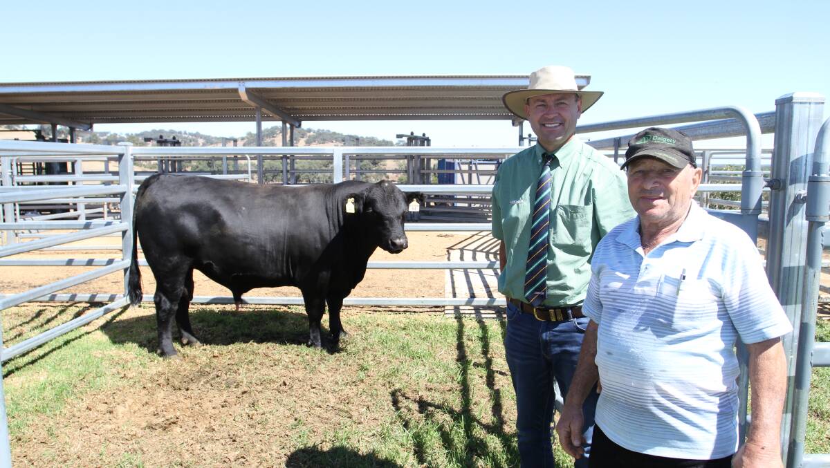 Landmark commercial cattle manager Darren Chatley (left) and buyer Ralph Maiolo, RA & AI Maiolo, Coolup, with the $8000 second top-priced bull at the Sheron Farm Angus sale.