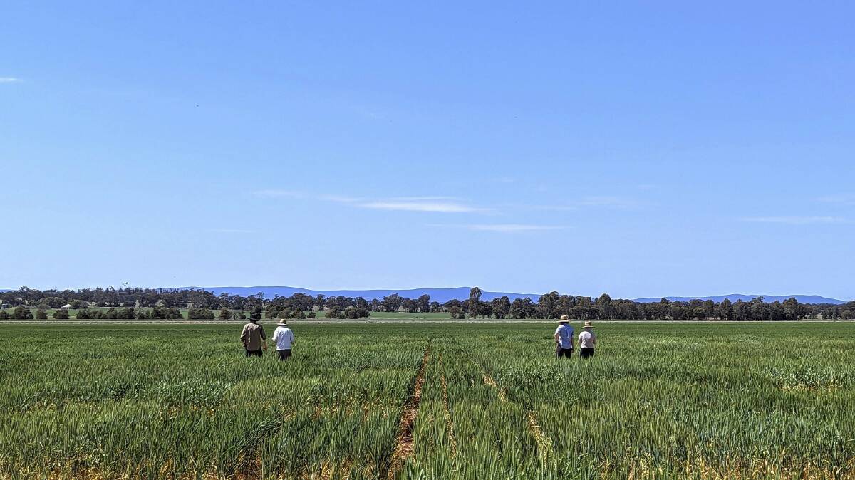 GRDC has partnered with the Australian National University (ANU) on a $1.9 million, three-year investment aimed at developing heat-tolerant wheat genetics. Photo by ANU.