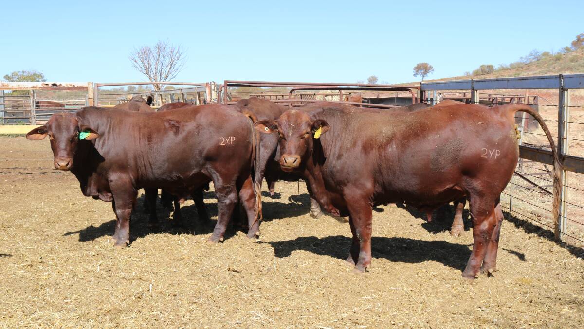 Santa Gertrudis bulls are purchased at auction and privately from WA studs.
