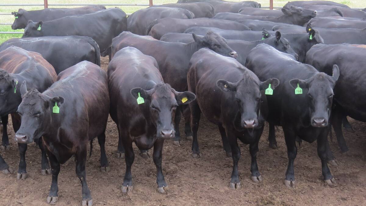 Boyup Brook operation Candyup Farms will present 60 Angus-Friesian heifers in the sale which are PTIC to black Limousin.