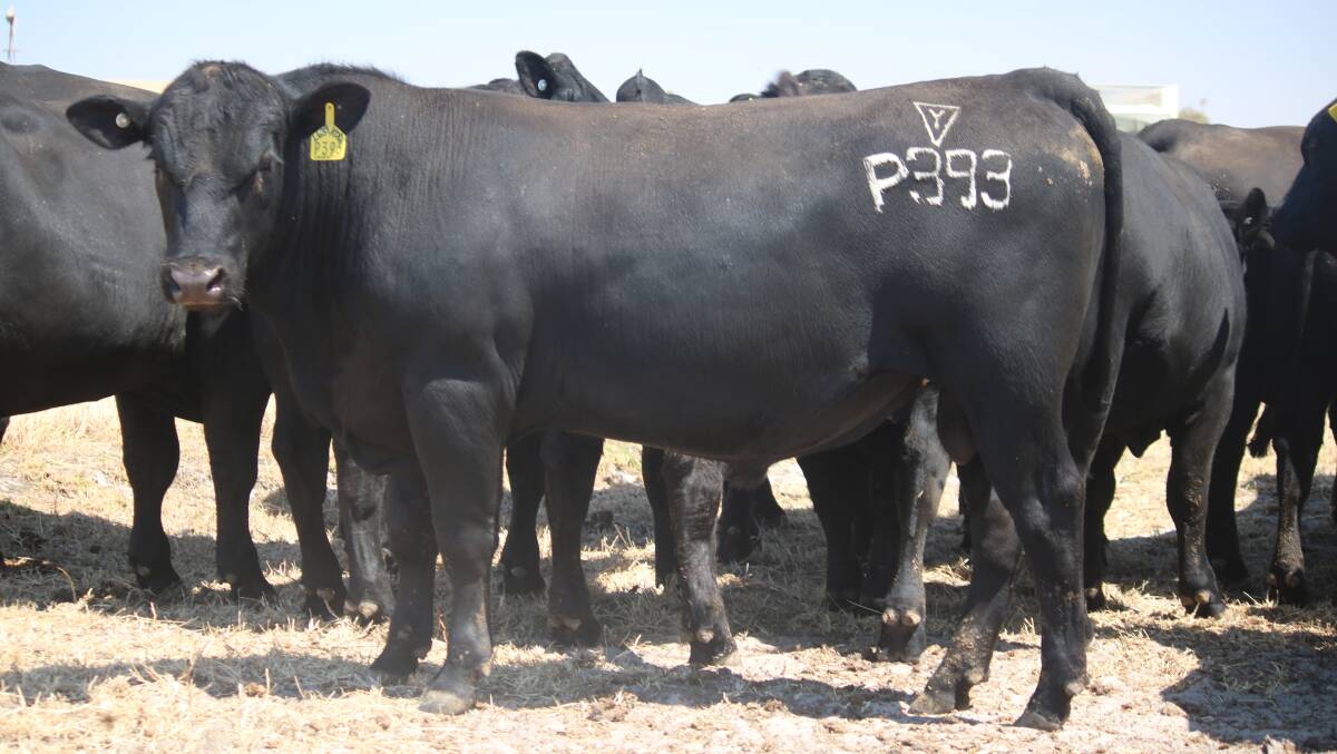  Lawsons Kodak P393 (AI) was the top-priced bull in the sale when it sold for $7500 to Kentdale Grazing, Denmark.
