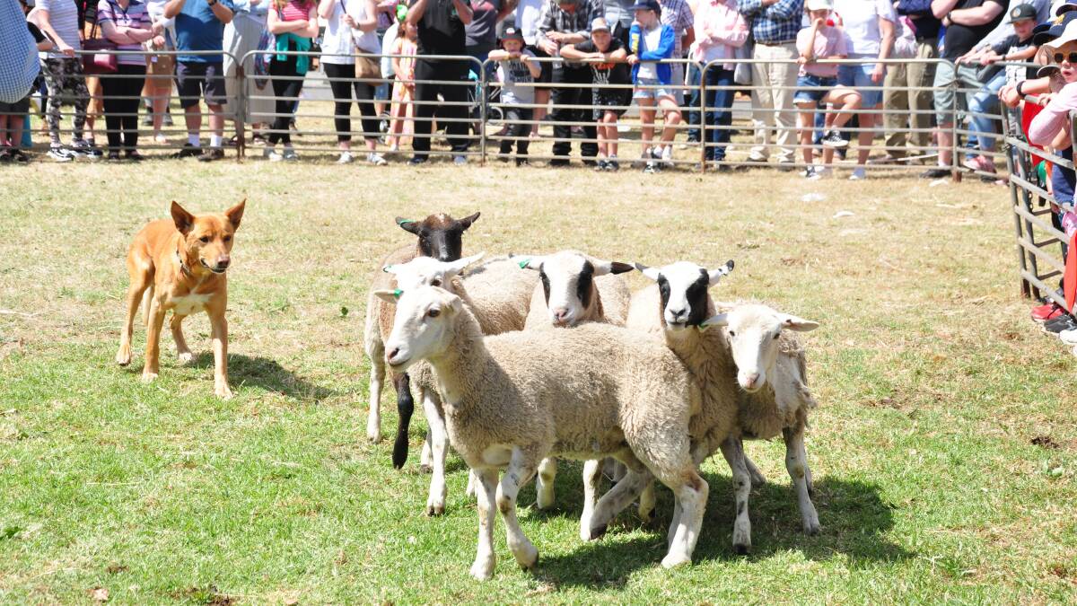 The dog trial area will have some clever kelpies which will amaze you with their sheep handling skills. 