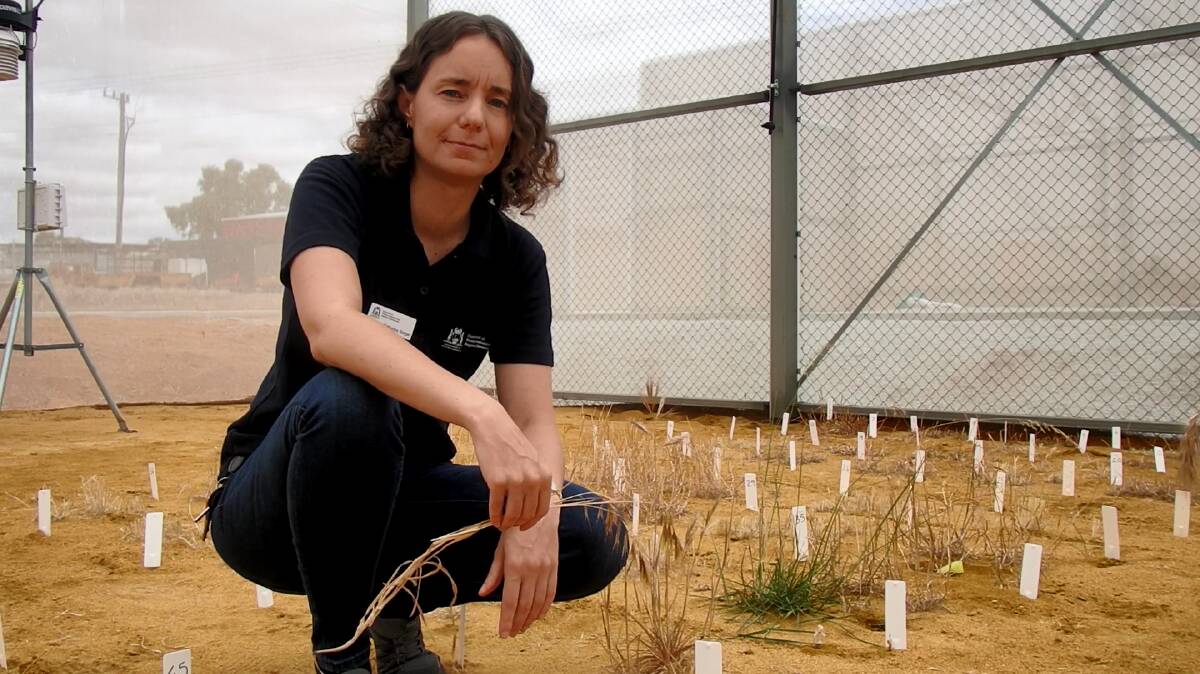 DPIRD weeds researcher Catherine Borger said great brome grass and barley grass cost farmers in the Southern and Western cropping regions about $22 million and $2m annually respectively, in control costs and lost production.