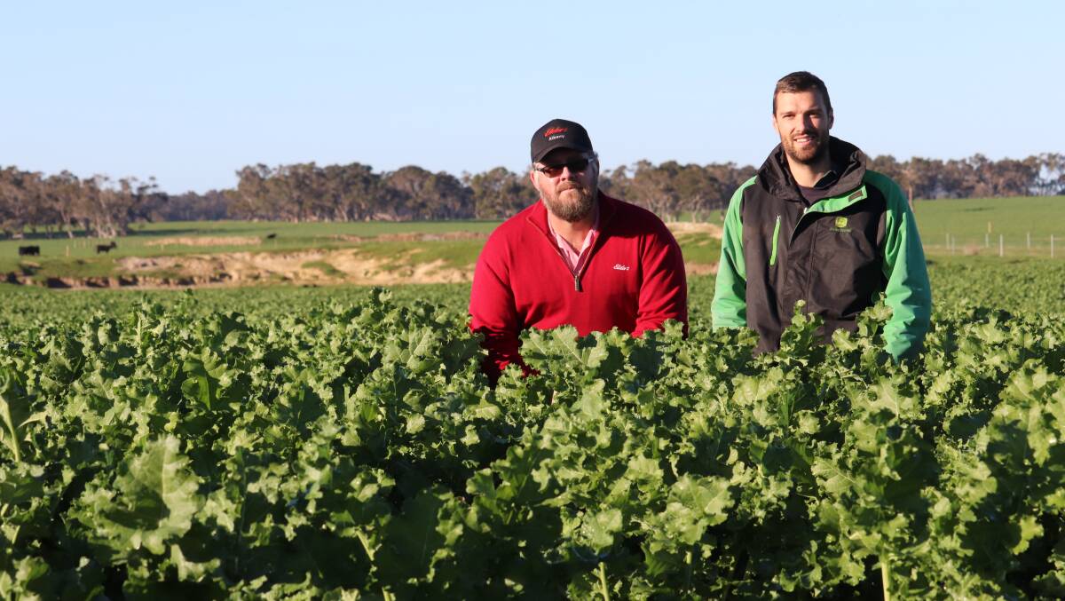 Elders Albany agronomist James Bee (left) and Manypeaks farmer Tim Metcalfe in a six hectare trial of a new brassica, Pallaton Raphno. The Metcalfes, who also run Koojan Hills Angus stud, are excited about the grazing potential of the new variety.
