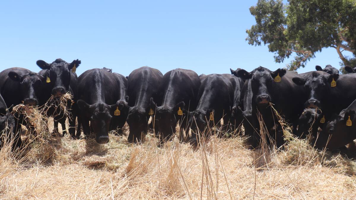 The Angus breed was introduced at Benalong in the early 1960s and has continued to improve its breeding genetics to this day. Artificial insemination is a key driver in improving the familys Angus genetics, along with retaining some home-bred sires.