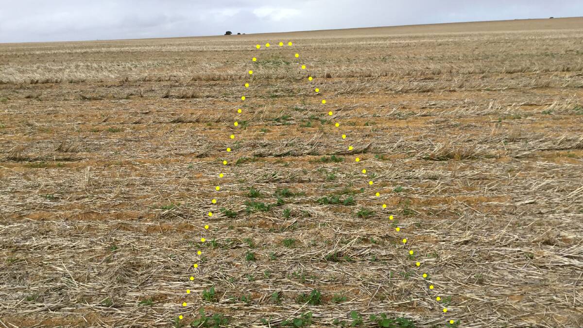  Juliet McDonald's Fuel Gauge strips showed sulphur as a critical component in early vigour in Tim Broun's canola paddock in 2019.