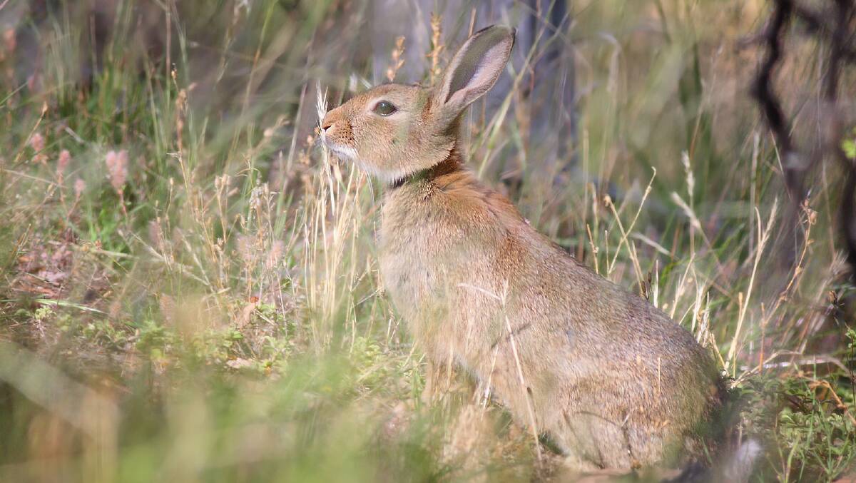 Rabbit populations in agricultural areas have built up to a level where they're causing quite a bit of damage to crops and pastures.