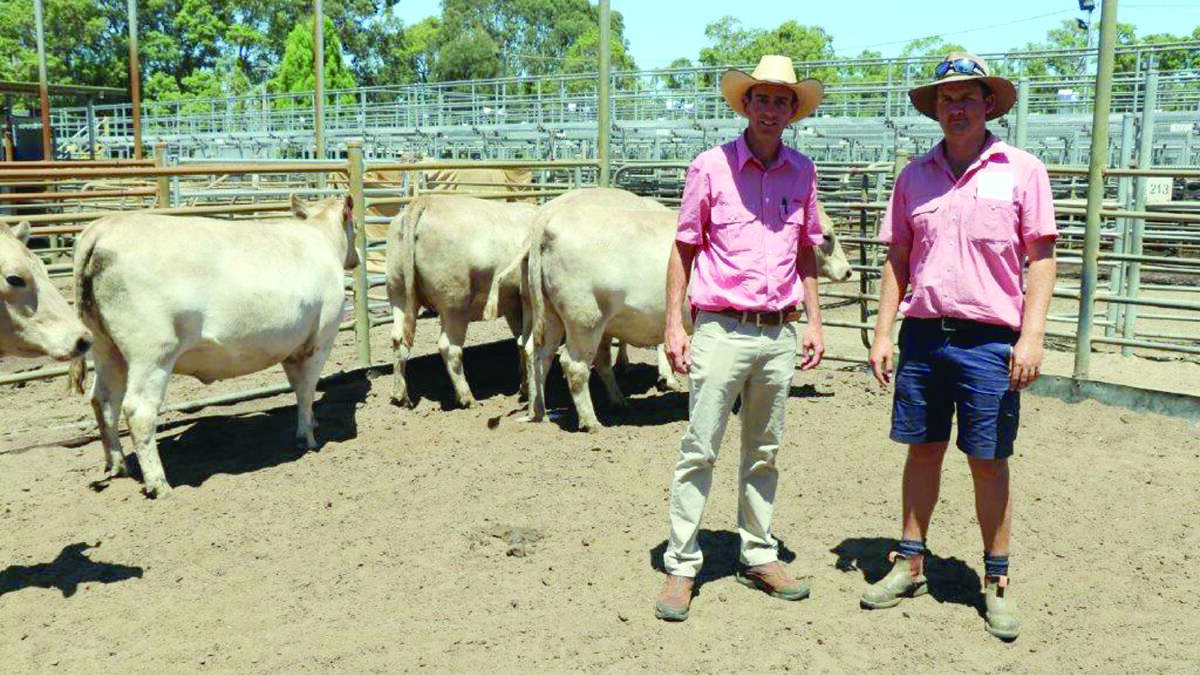 Elders South West livestock manager Michael Carroll (left) and Elders Boyanup representative Alex Roberts with the $2550 top-priced Murray Grey heifers offered by the Young Guns Murray Grey stud, Hyden, purchased by JJJ Farms, Hyden.